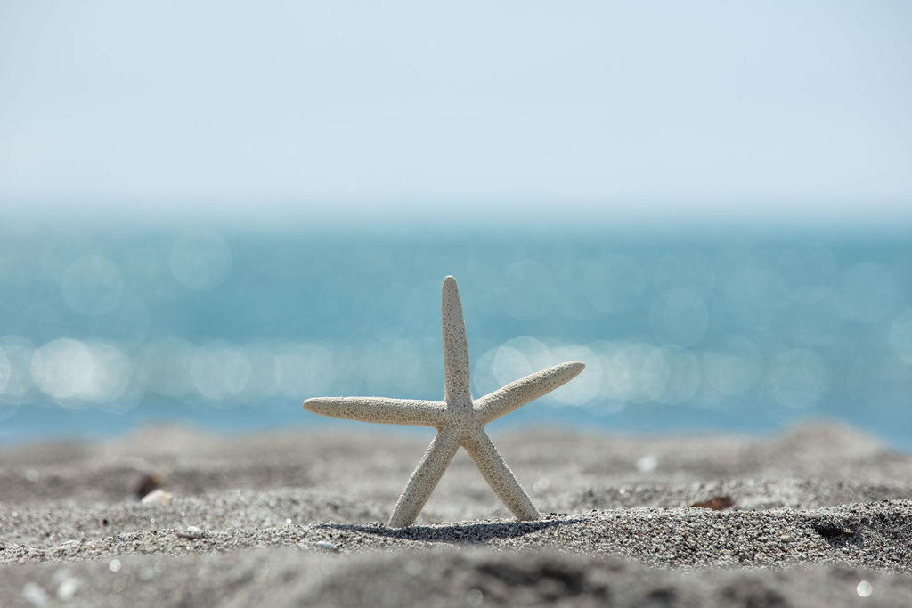 starfish standing up on beach